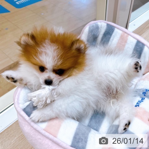 大阪府のポメラニアン (ペットプラス イオン大日店/2025年10月28日生まれ/女の子/パーティーカラー)の子犬の3枚目の画像