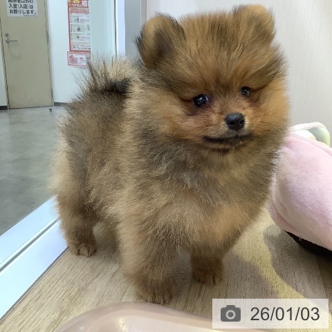 兵庫県のポメラニアン (ペットプラス 明石店/2025年10月28日生まれ/男の子/オレンジ)の子犬の4枚目の画像