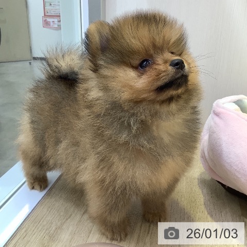 兵庫県のポメラニアン (ペットプラス 明石店/2025年10月28日生まれ/男の子/オレンジ)の子犬の3枚目の画像