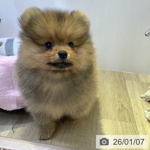 兵庫県のポメラニアン (ペットプラス 明石店/2025年10月28日生まれ/男の子/オレンジ)の子犬の3枚目の画像