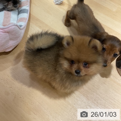 奈良県のポメラニアン (ペットプラス 大和郡山店/2025年10月28日生まれ/男の子/オレンジ)の子犬の4枚目の画像