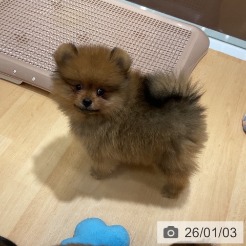 奈良県のポメラニアン (ペットプラス 大和郡山店/2025年10月28日生まれ/男の子/オレンジ)の子犬の3枚目の画像