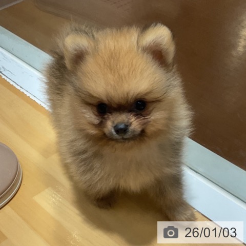 奈良県のポメラニアン (ペットプラス 大和郡山店/2025年10月28日生まれ/男の子/オレンジ)の子犬の4枚目の画像