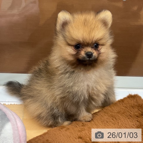 奈良県のポメラニアン (ペットプラス 大和郡山店/2025年10月28日生まれ/男の子/オレンジ)の子犬の3枚目の画像