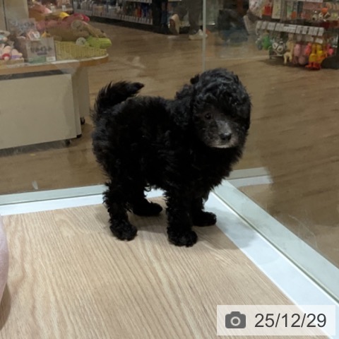 大阪府のトイプードル(トイ) (ペットプラス 堺鉄砲町店/2025年10月27日生まれ/男の子/シルバー)の子犬の4枚目の画像