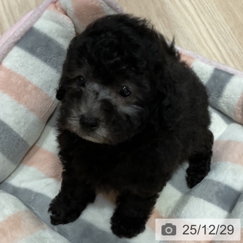 大阪府のトイプードル(トイ) (ペットプラス 堺鉄砲町店/2025年10月27日生まれ/男の子/シルバー)の子犬の3枚目の画像