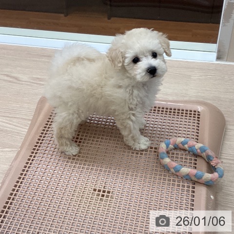 大阪府のトイプードル(トイ) (ペットプラス ららぽーと和泉店/2025年10月27日生まれ/男の子/ホワイト)の子犬の4枚目の画像