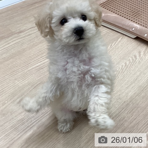 大阪府のトイプードル(トイ) (ペットプラス ららぽーと和泉店/2025年10月27日生まれ/男の子/ホワイト)の子犬の3枚目の画像