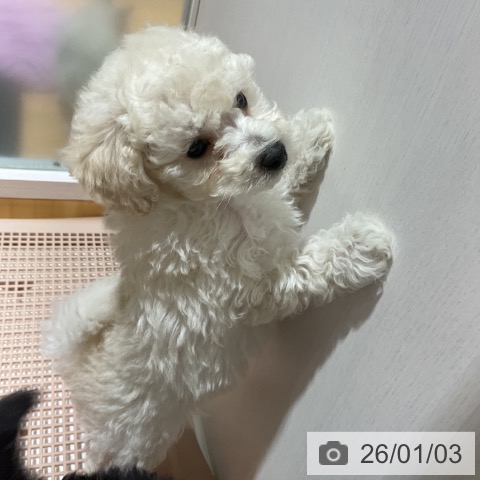 奈良県のトイプードル(トイ) (ペットプラス 大和郡山店/2025年10月27日生まれ/男の子/ホワイト)の子犬の4枚目の画像