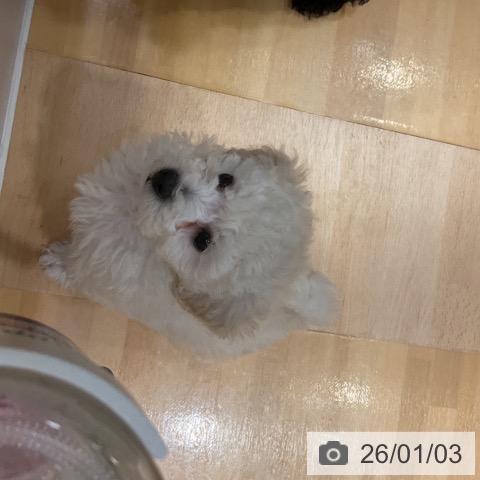 奈良県のトイプードル(トイ) (ペットプラス 大和郡山店/2025年10月27日生まれ/男の子/ホワイト)の子犬の3枚目の画像