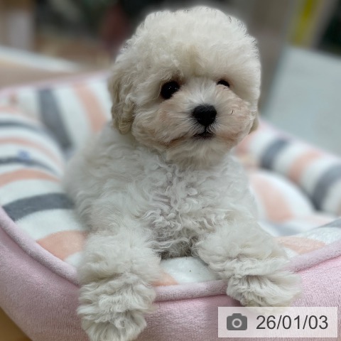 京都府のトイプードル(トイ) (ペットプラス 醍醐店/2025年10月28日生まれ/男の子/ホワイト)の子犬の4枚目の画像