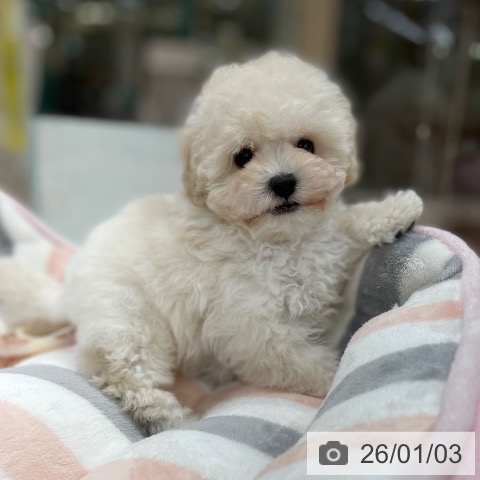 京都府のトイプードル(トイ) (ペットプラス 醍醐店/2025年10月28日生まれ/男の子/ホワイト)の子犬の3枚目の画像