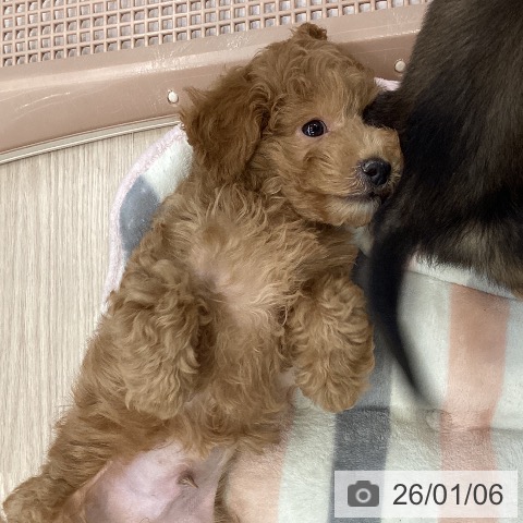 大阪府のトイプードル(トイ) (ペットプラス ららぽーと和泉店/2025年10月28日生まれ/男の子/オレンジフォーン)の子犬の4枚目の画像