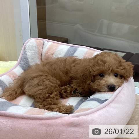 大阪府のトイプードル(トイ) (ペットプラス ららぽーと和泉店/2025年10月28日生まれ/男の子/オレンジフォーン)の子犬の3枚目の画像