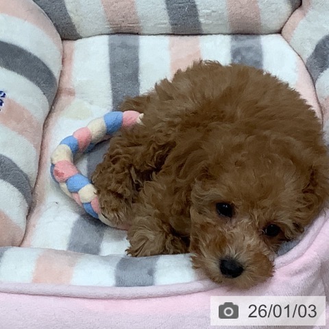 大阪府のトイプードル(トイ) (ペットプラス 鶴見店/2025年10月28日生まれ/男の子/オレンジフォーン)の子犬の4枚目の画像