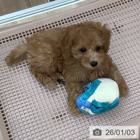 大阪府のトイプードル(トイ) (ペットプラス 鶴見店/2025年10月28日生まれ/男の子/オレンジフォーン)の子犬の3枚目の画像