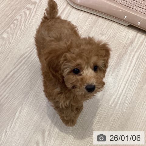 大阪府のトイプードル(トイ) (ペットプラス ららぽーと和泉店/2025年10月28日生まれ/女の子/オレンジフォーン)の子犬の4枚目の画像