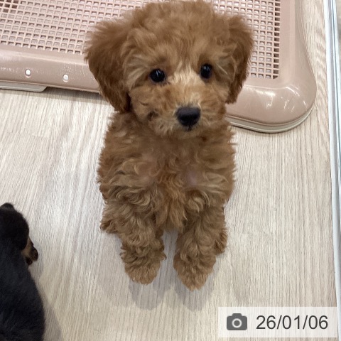 大阪府のトイプードル(トイ) (ペットプラス ららぽーと和泉店/2025年10月28日生まれ/女の子/オレンジフォーン)の子犬の3枚目の画像