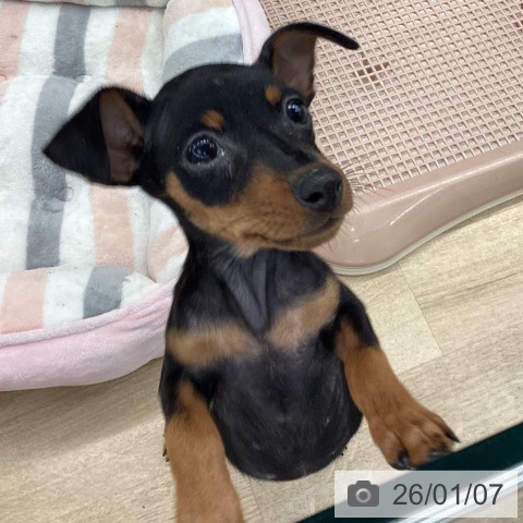 大阪府のミニチュアピンシャー (ペットプラス りんくう泉南店/2025年10月29日生まれ/女の子/ブラックタン)の子犬の3枚目の画像