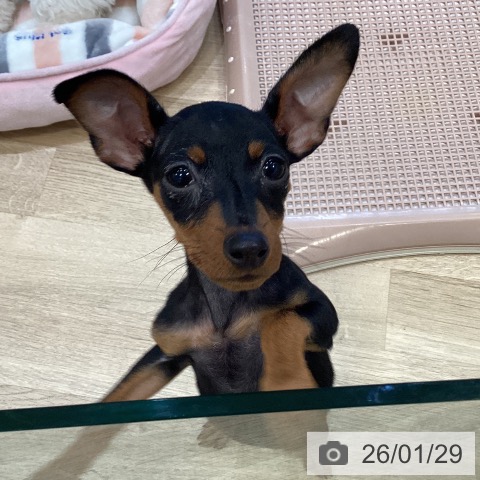 ミニチュア・ピンシャーの写真