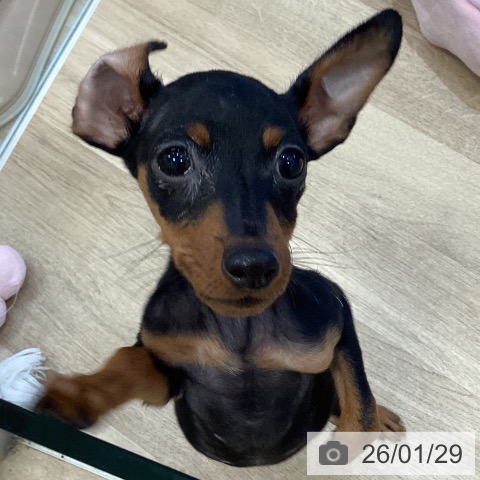 大阪府のミニチュアピンシャー (ペットプラス 堺北花田店/2025年10月29日生まれ/女の子/ブラックタン)の子犬の4枚目の画像