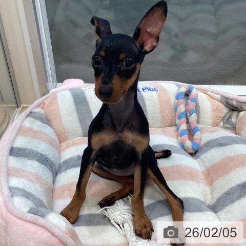 ミニチュア・ピンシャーの写真