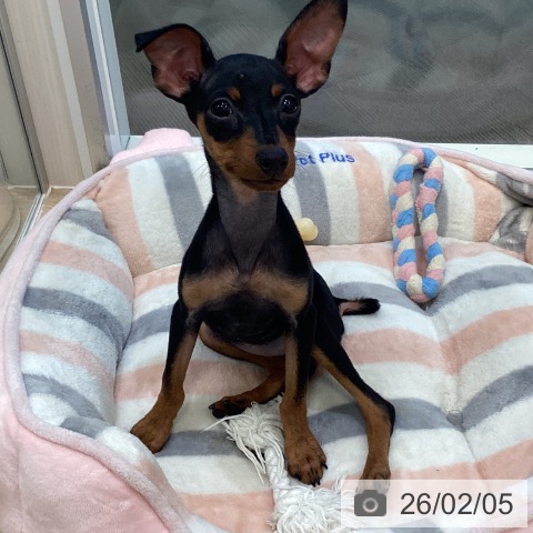 ミニチュア・ピンシャーの写真