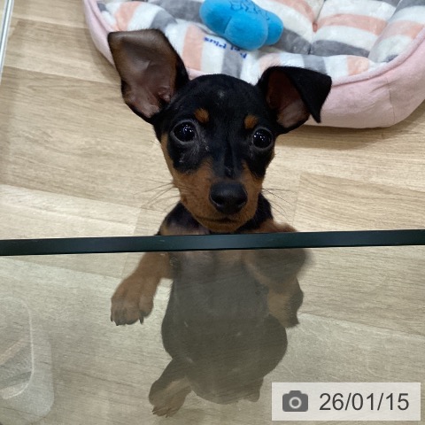 大阪府のミニチュアピンシャー (ペットプラス 堺北花田店/2025年10月29日生まれ/女の子/ブラックタン)の子犬の3枚目の画像