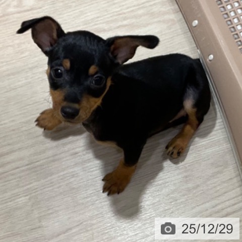 大阪府のミニチュアピンシャー (ペットプラス 堺鉄砲町店/2025年10月29日生まれ/女の子/ブラックタン)の子犬の4枚目の画像