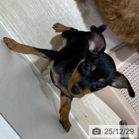 大阪府のミニチュアピンシャー (ペットプラス 堺鉄砲町店/2025年10月29日生まれ/女の子/ブラックタン)の子犬の3枚目の画像