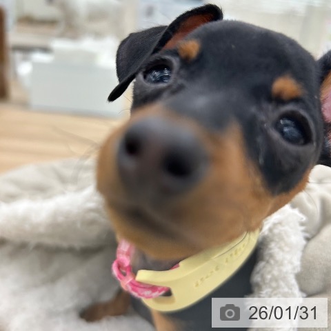 ミニチュア・ピンシャーの写真