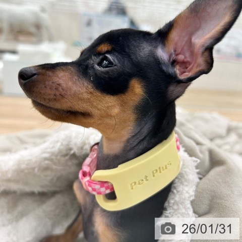 ミニチュア・ピンシャーの写真