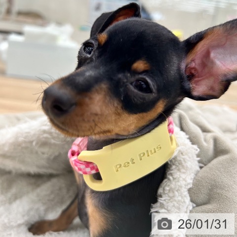 ミニチュア・ピンシャーの写真