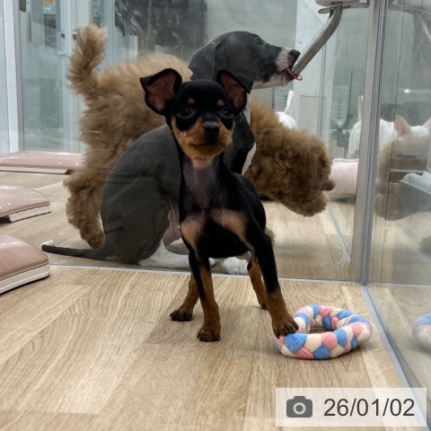 大阪府のミニチュアピンシャー (ペットプラス 松原店/2025年10月29日生まれ/女の子/ブラックタン)の子犬の4枚目の画像