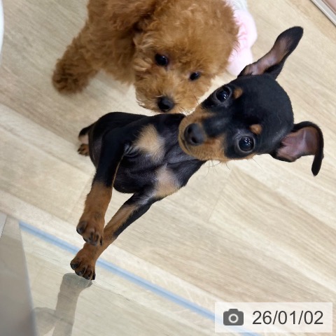 大阪府のミニチュアピンシャー (ペットプラス 松原店/2025年10月29日生まれ/女の子/ブラックタン)の子犬の3枚目の画像