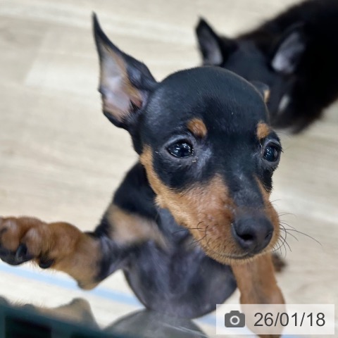 大阪府のミニチュアピンシャー (ペットプラス 松原店/2025年10月29日生まれ/女の子/ブラックタン)の子犬の3枚目の画像