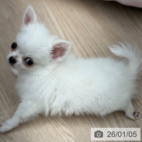 京都府のチワワ(ロング) (ペットプラス 京都桂川店/2025年10月27日生まれ/女の子/ホワイトクリーム)の子犬の3枚目の画像
