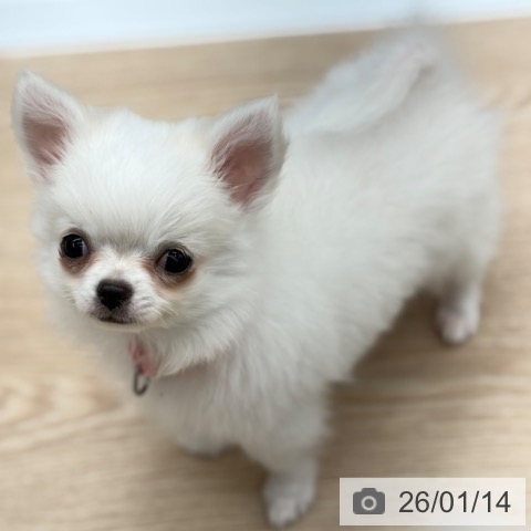 京都府のチワワ(ロング) (ペットプラス 京都桂川店/2025年10月27日生まれ/女の子/ホワイトクリーム)の子犬の4枚目の画像