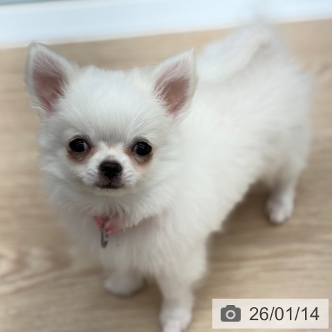 京都府のチワワ(ロング) (ペットプラス 京都桂川店/2025年10月27日生まれ/女の子/ホワイトクリーム)の子犬の3枚目の画像