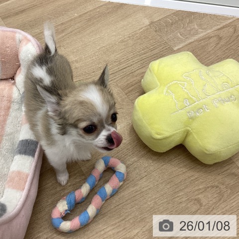 大阪府のチワワ(ロング) (ペットプラス りんくう泉南店/2025年10月27日生まれ/女の子/フォーンホワイト)の子犬の4枚目の画像