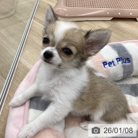 大阪府のチワワ(ロング) (ペットプラス りんくう泉南店/2025年10月27日生まれ/女の子/フォーンホワイト)の子犬の3枚目の画像