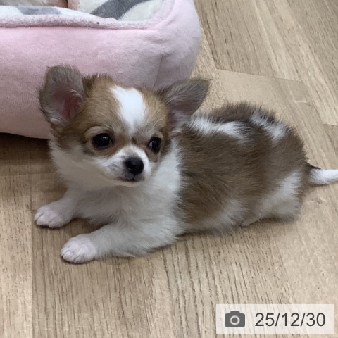 大阪府のチワワ(ロング) (ペットプラス 鶴見店/2025年10月27日生まれ/女の子/レッドホワイト)の子犬の4枚目の画像