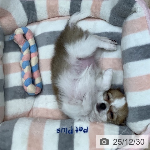 大阪府のチワワ(ロング) (ペットプラス 鶴見店/2025年10月27日生まれ/女の子/レッドホワイト)の子犬の3枚目の画像