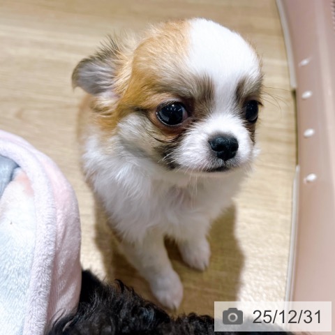 大阪府のチワワ(ロング) (ペットプラス イオン大日店/2025年10月29日生まれ/男の子/レッドホワイト)の子犬の4枚目の画像