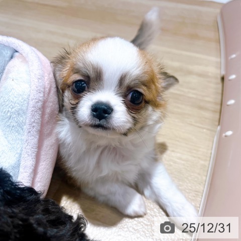 大阪府のチワワ(ロング) (ペットプラス イオン大日店/2025年10月29日生まれ/男の子/レッドホワイト)の子犬の3枚目の画像