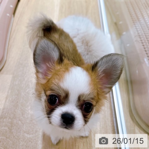 大阪府のチワワ(ロング) (ペットプラス イオン大日店/2025年10月29日生まれ/男の子/レッドホワイト)の子犬の3枚目の画像