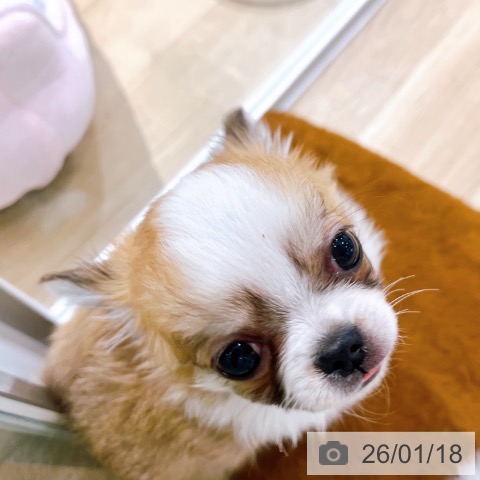 大阪府のチワワ(ロング) (ペットプラス イオン大日店/2025年10月29日生まれ/男の子/レッドホワイト)の子犬の4枚目の画像