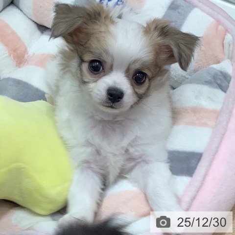 大阪府のチワワ(ロング) (ペットプラス 鶴見店/2025年10月29日生まれ/女の子/ホワイトレッド)の子犬の4枚目の画像