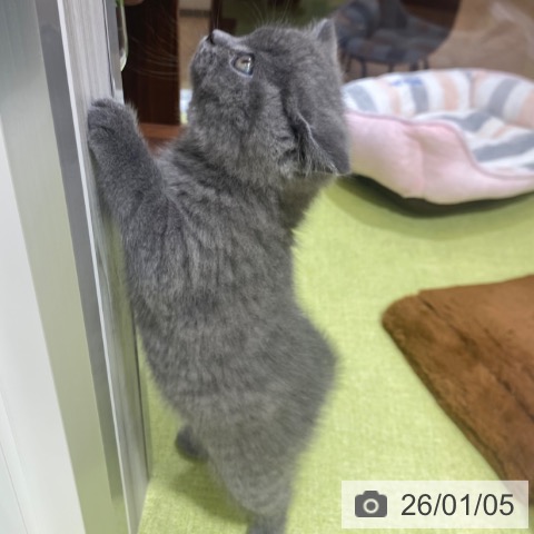 京都府のブリティッシュショートヘアー (ペットプラス 京都桂川店/2025年10月22日生まれ/男の子/ブルー)の子猫の4枚目の画像