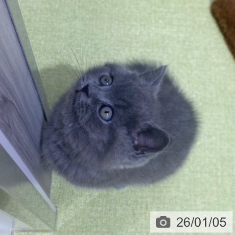 京都府のブリティッシュショートヘアー (ペットプラス 京都桂川店/2025年10月22日生まれ/男の子/ブルー)の子猫の3枚目の画像